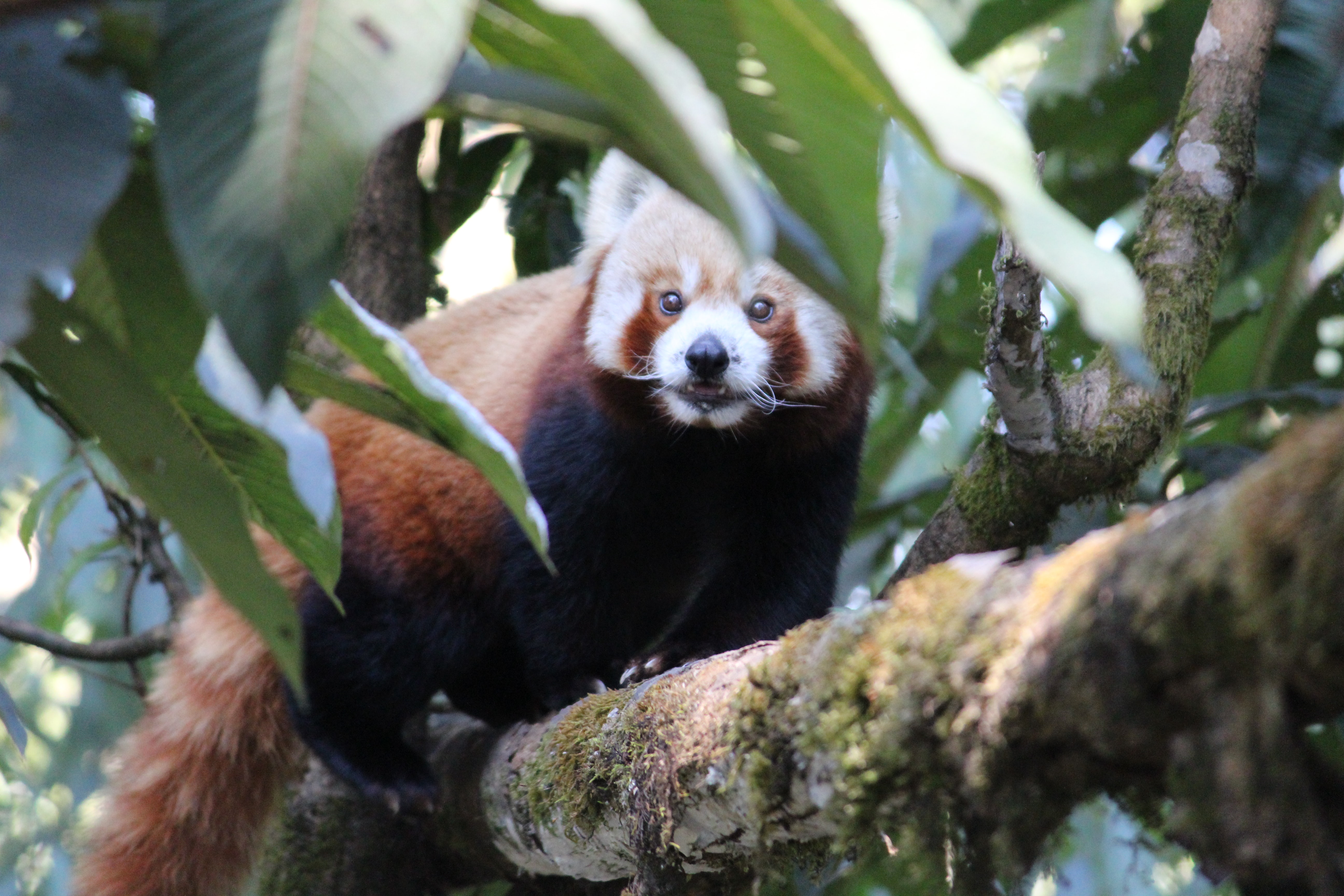 Darjeeling Zoo